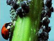 Insectos beneficiosos para jardines2